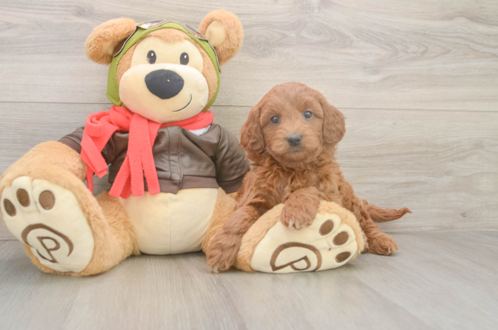 5 week old Mini Goldendoodle Puppy For Sale - Premier Pups