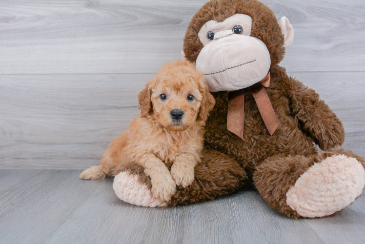 Mini Goldendoodle Pup Being Cute