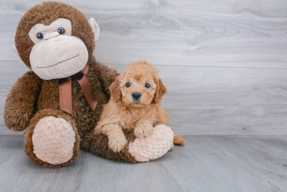 Mini Goldendoodle Pup Being Cute