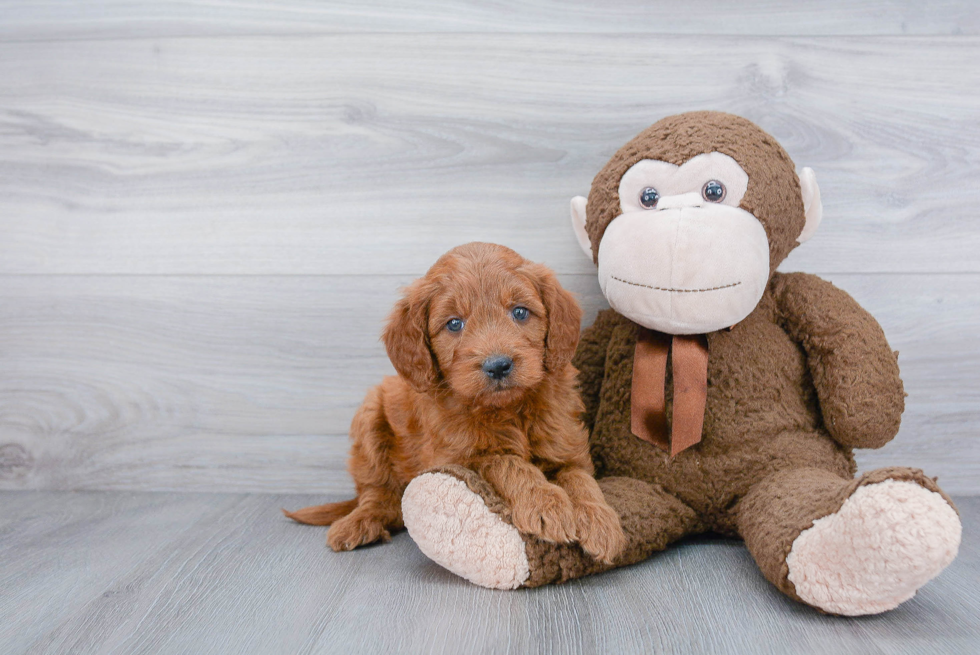 Happy Mini Goldendoodle Baby