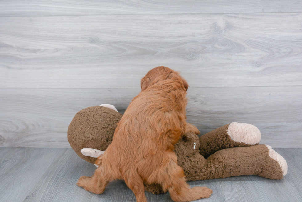 Fluffy Mini Goldendoodle Poodle Mix Pup