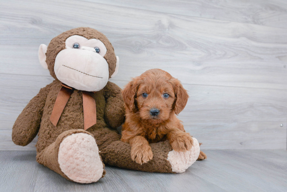 Popular Mini Goldendoodle Poodle Mix Pup