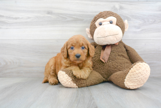 Smart Mini Goldendoodle Poodle Mix Pup