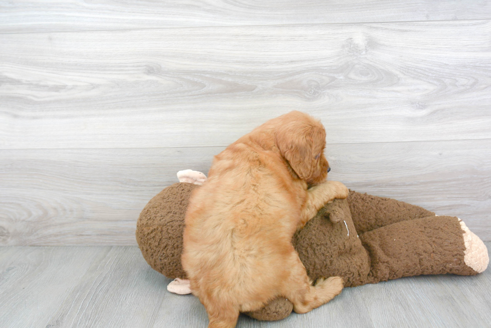 Best Mini Goldendoodle Baby