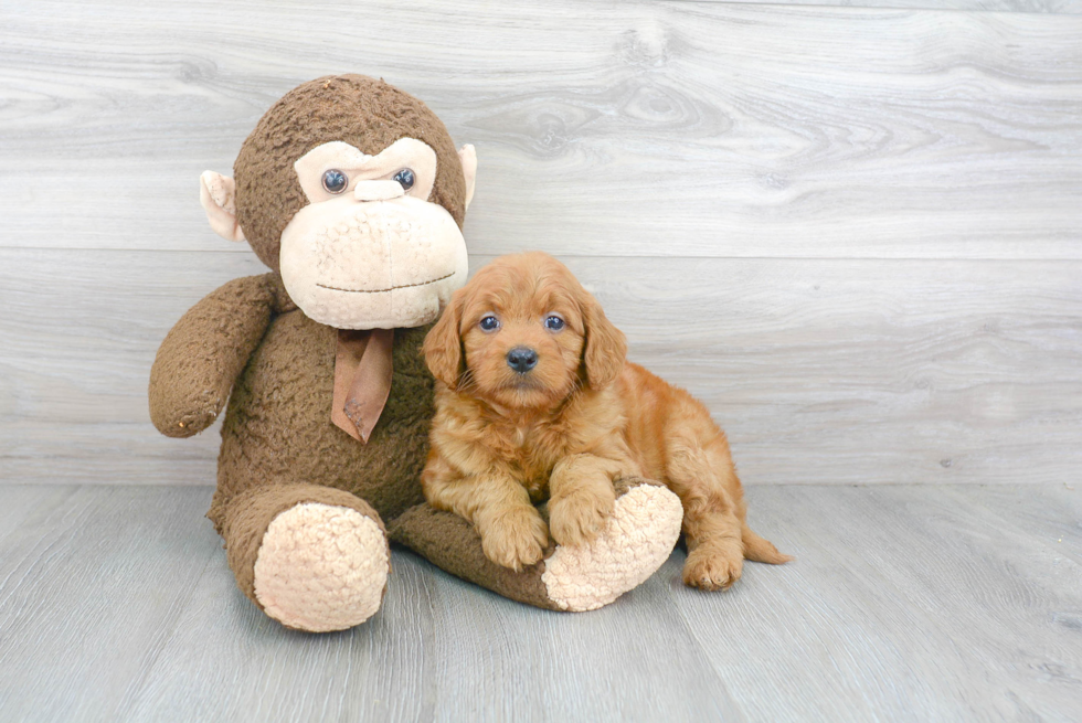 Mini Goldendoodle Pup Being Cute