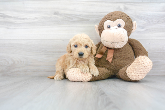 Mini Goldendoodle Pup Being Cute