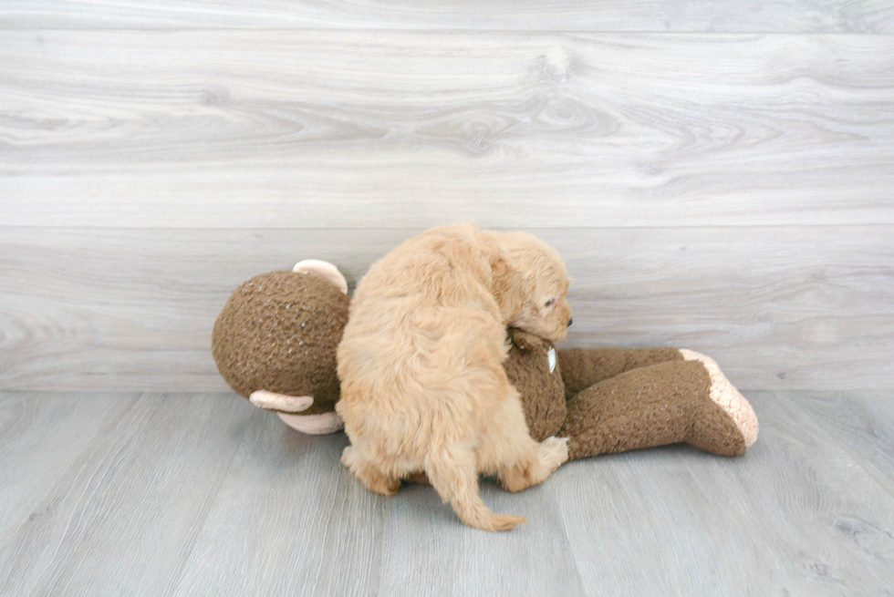 Fluffy Mini Goldendoodle Poodle Mix Pup