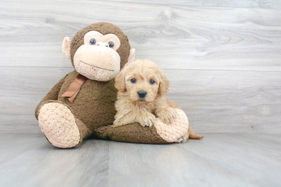 Funny Mini Goldendoodle Poodle Mix Pup