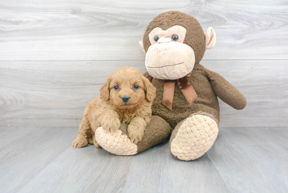 Sweet Mini Goldendoodle Baby