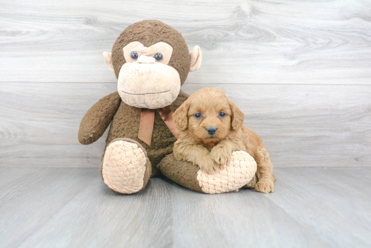 Funny Mini Goldendoodle Poodle Mix Pup