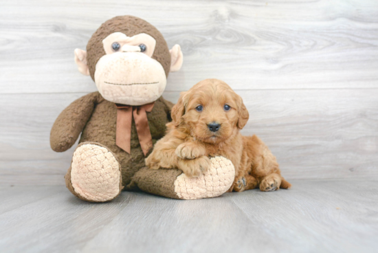 Mini Goldendoodle Pup Being Cute