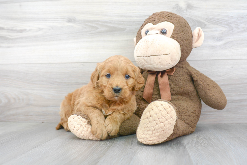 Mini Goldendoodle Puppy for Adoption