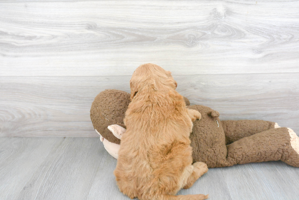 Small Mini Goldendoodle Baby