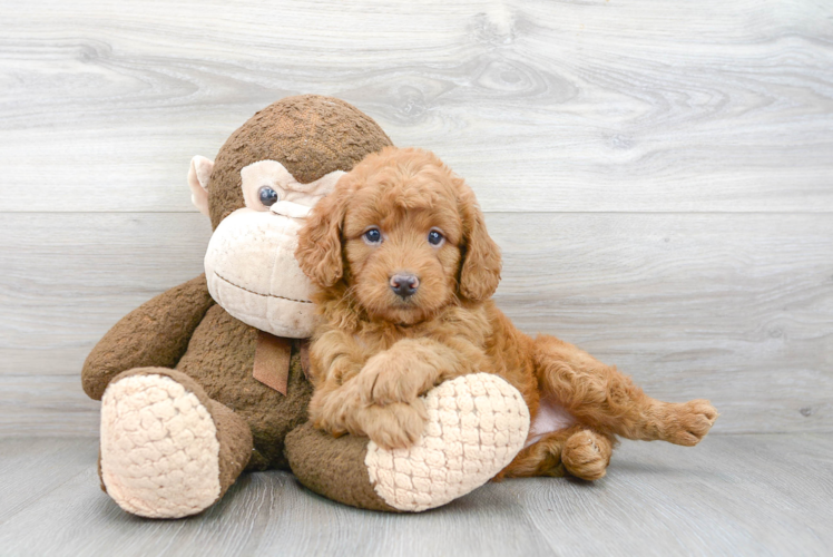 Small Mini Goldendoodle Baby