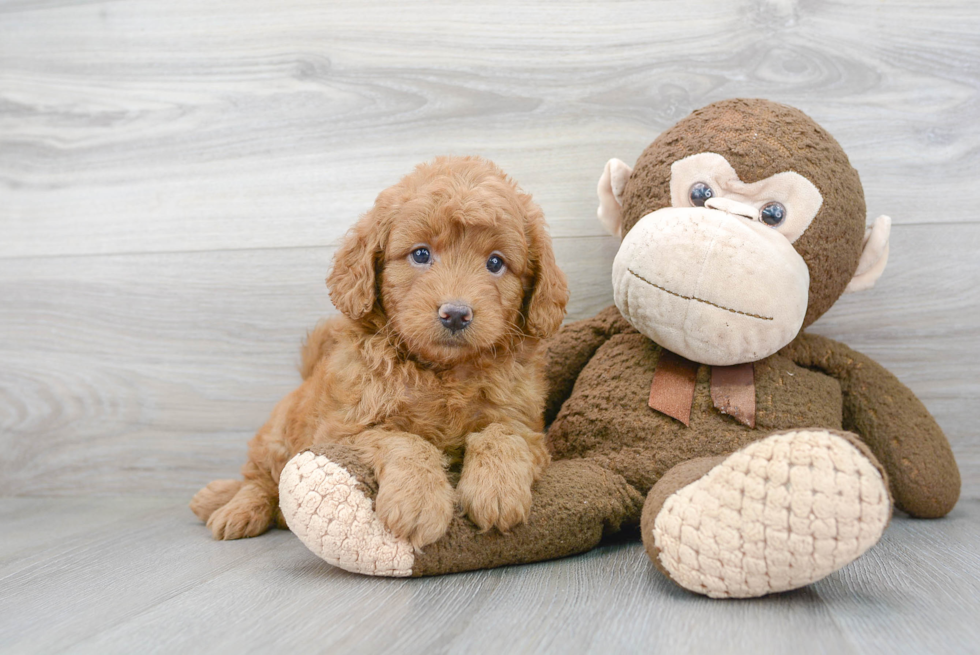 Little Golden Retriever Poodle Mix Puppy