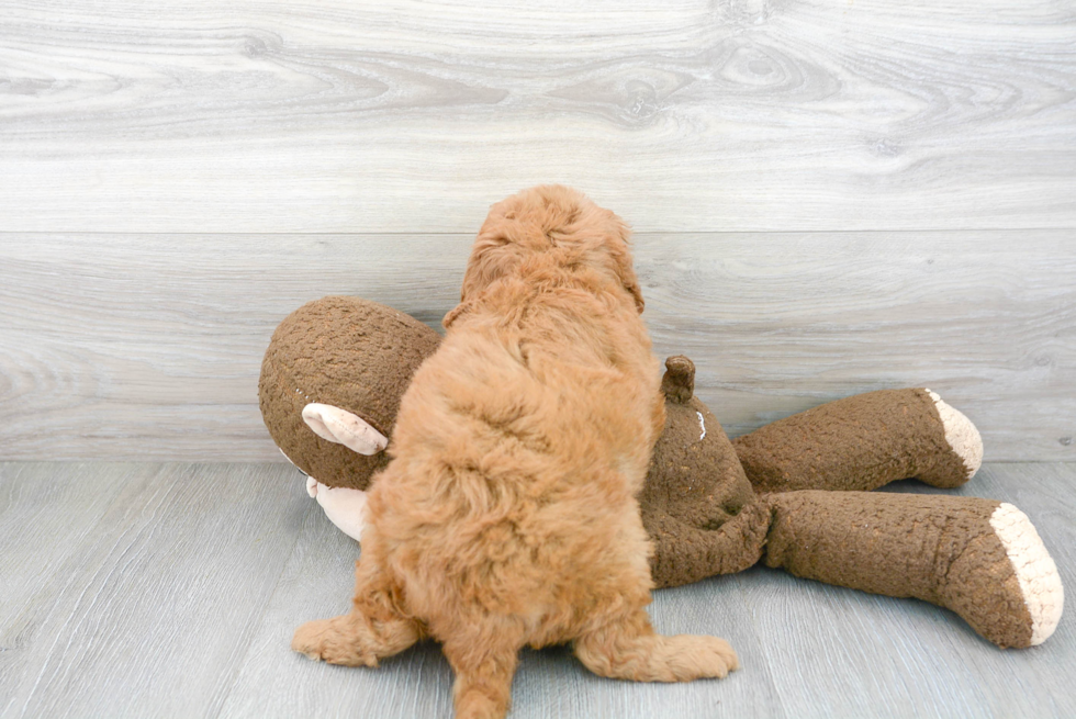 Friendly Mini Goldendoodle Baby