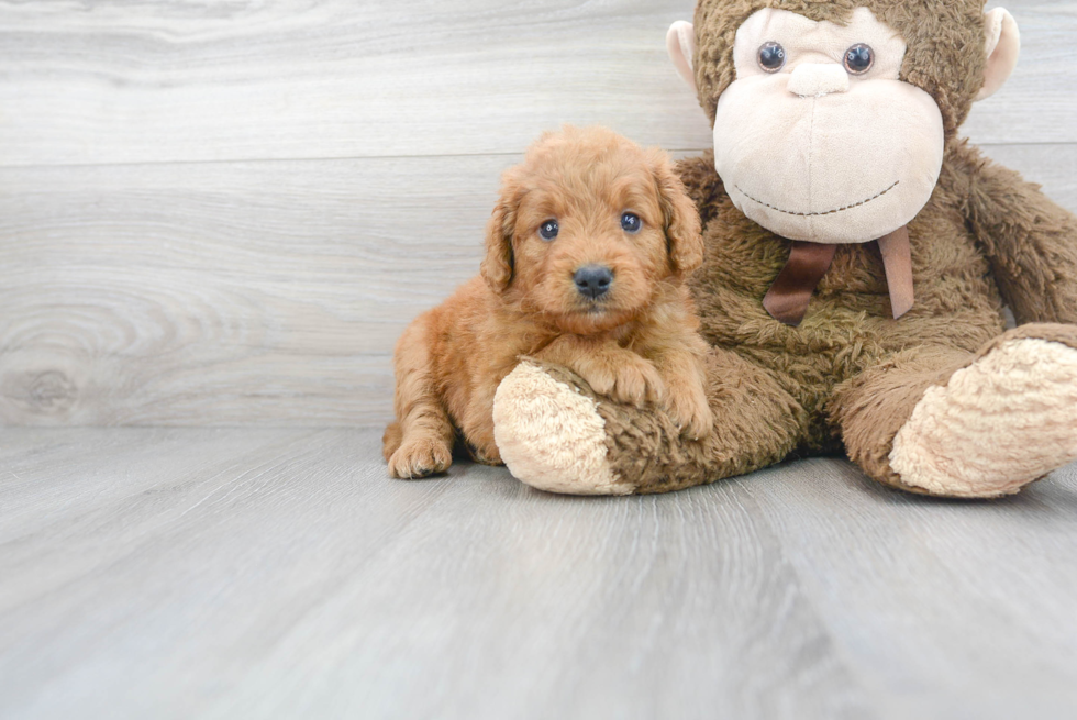 Mini Goldendoodle Puppy for Adoption