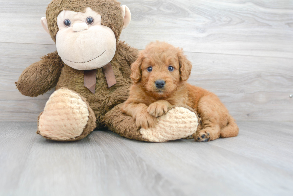 Mini Goldendoodle Puppy for Adoption