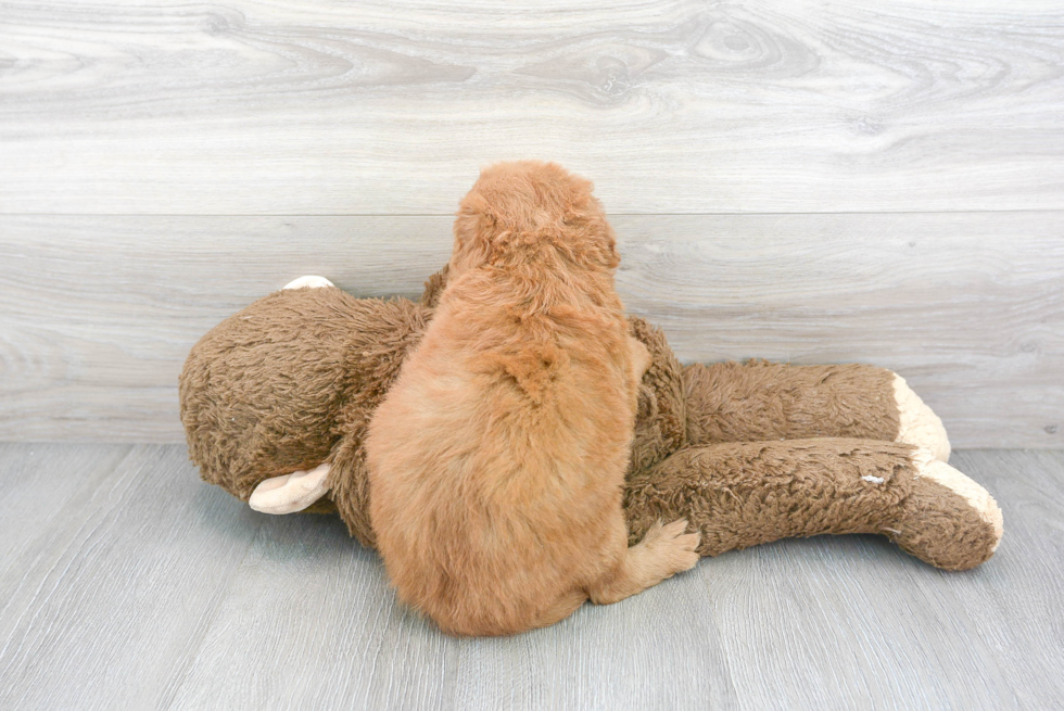 Little Golden Retriever Poodle Mix Puppy