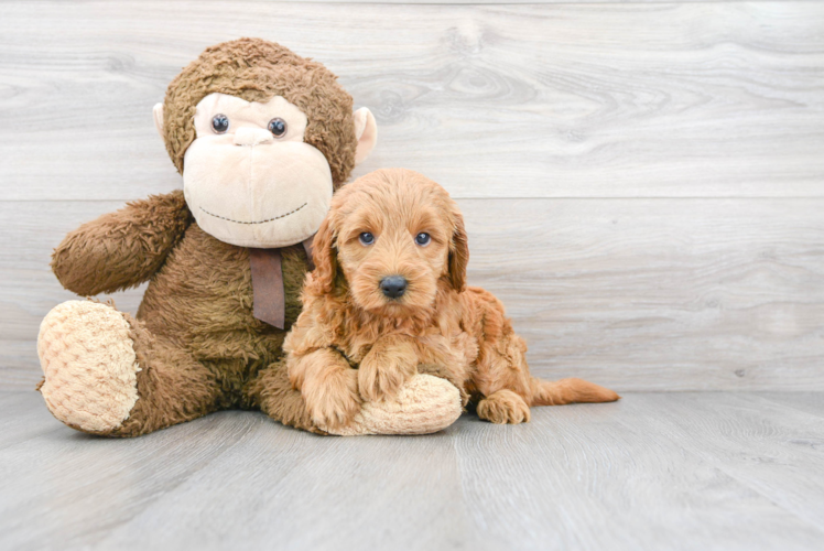 Mini Goldendoodle Pup Being Cute