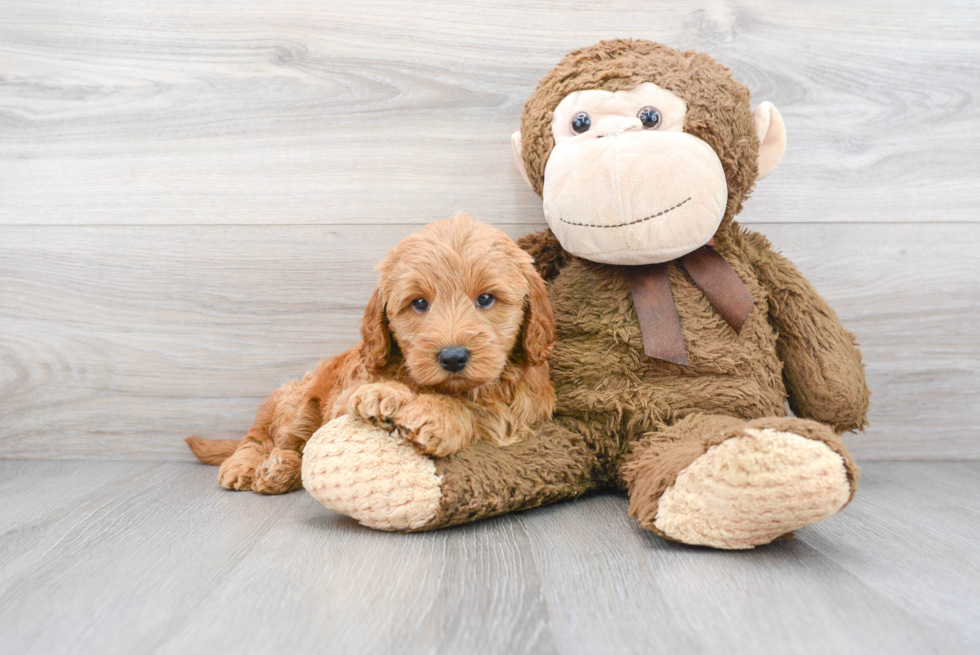 Little Golden Retriever Poodle Mix Puppy