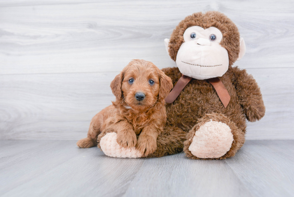 Sweet Mini Goldendoodle Baby