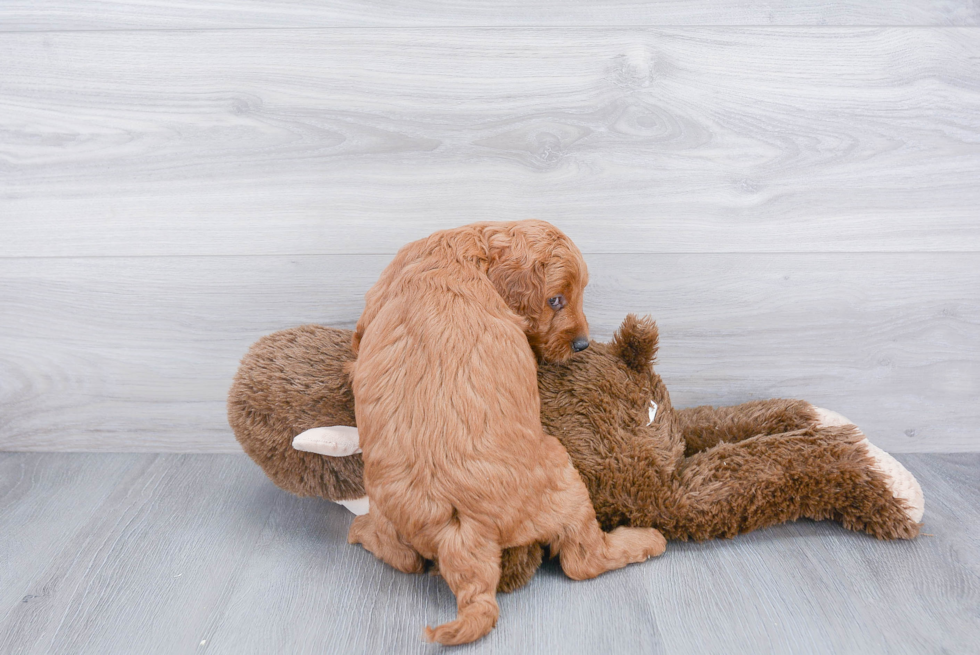 Playful Golden Retriever Poodle Mix Puppy