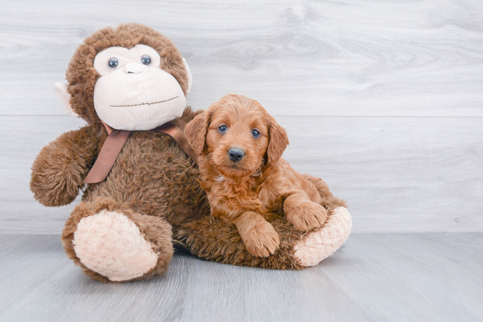 Best Mini Goldendoodle Baby