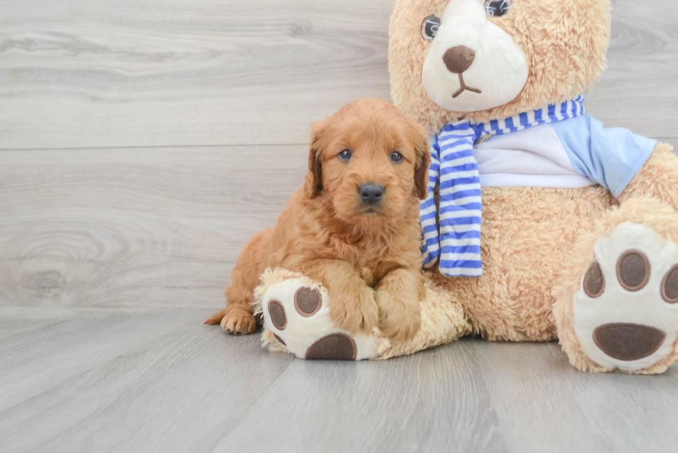 Fluffy Mini Goldendoodle Poodle Mix Pup