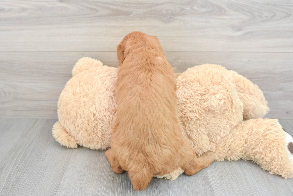 Energetic Golden Retriever Poodle Mix Puppy