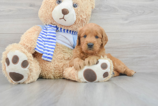 Happy Mini Goldendoodle Baby