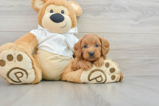 Fluffy Mini Goldendoodle Poodle Mix Pup