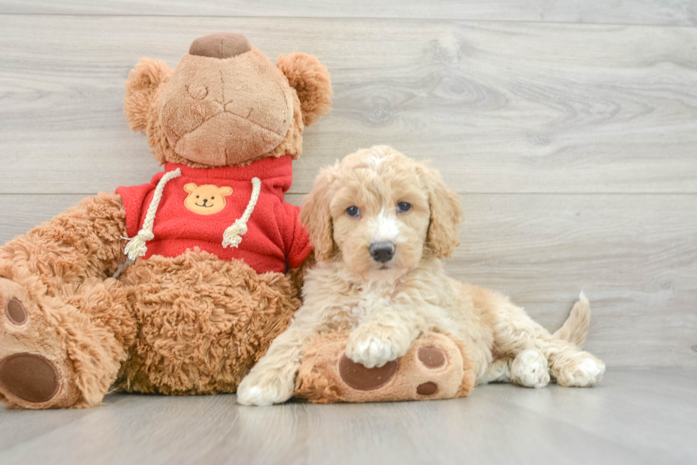 Popular Mini Goldendoodle Poodle Mix Pup