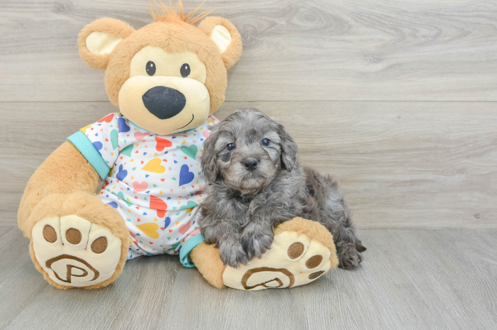 6 week old Mini Goldendoodle Puppy For Sale - Premier Pups