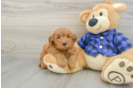 Mini Goldendoodle Puppy for Adoption