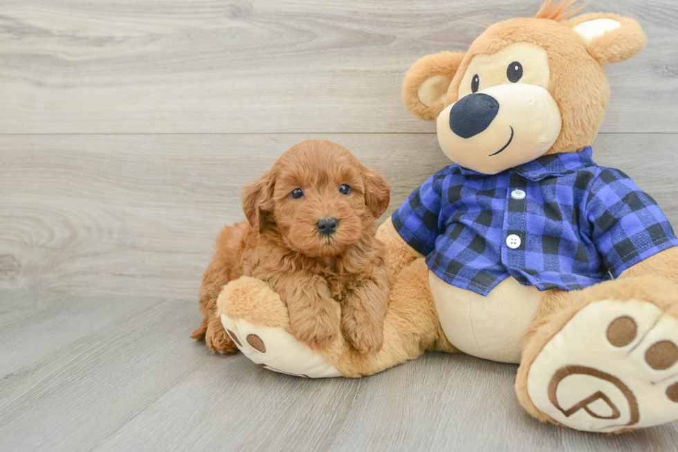Mini Goldendoodle Puppy for Adoption