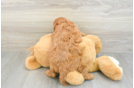 Best Mini Goldendoodle Baby