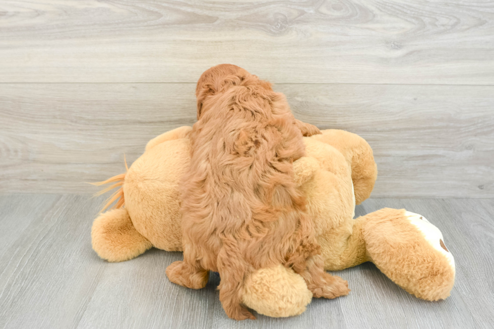 Best Mini Goldendoodle Baby