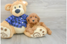 Mini Goldendoodle Pup Being Cute