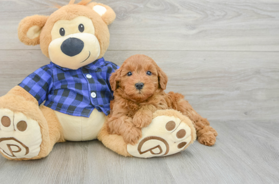 Mini Goldendoodle Pup Being Cute