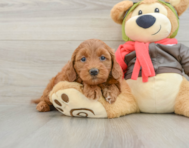 7 week old Mini Goldendoodle Puppy For Sale - Premier Pups