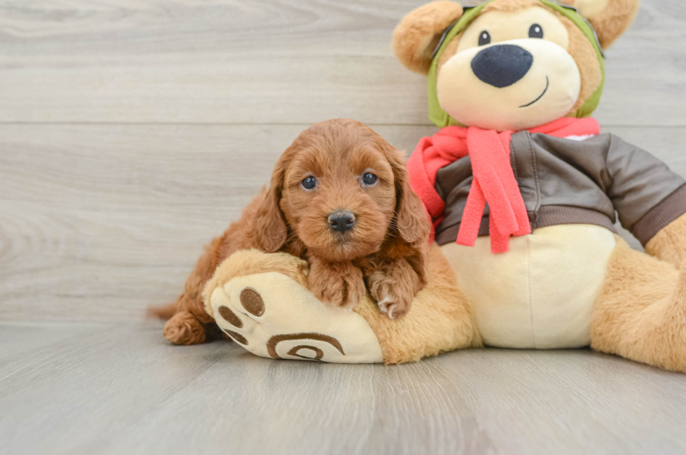 5 week old Mini Goldendoodle Puppy For Sale - Premier Pups