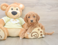 7 week old Mini Goldendoodle Puppy For Sale - Premier Pups