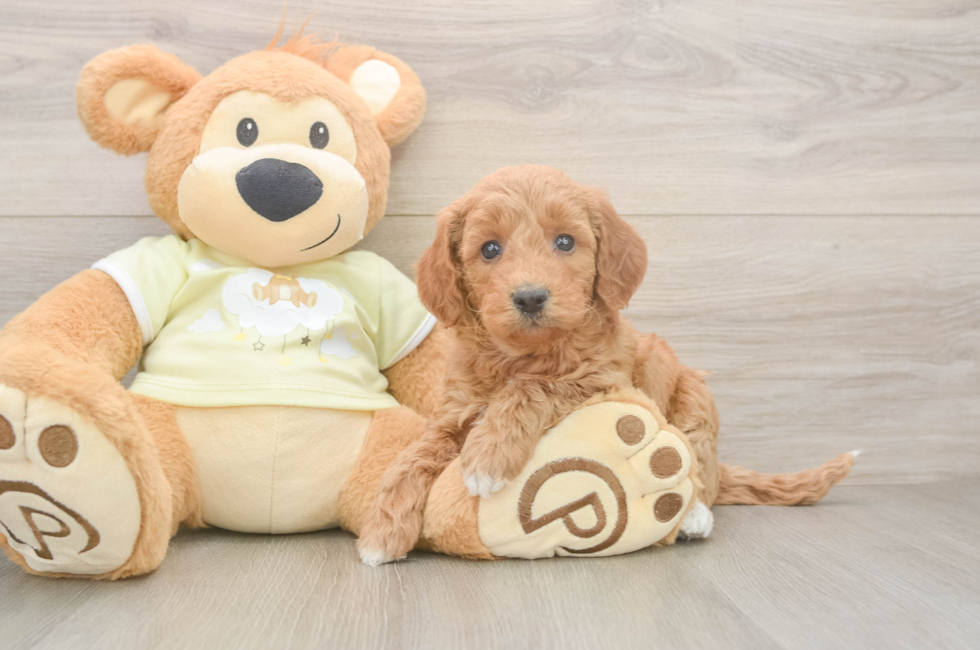 5 week old Mini Goldendoodle Puppy For Sale - Premier Pups