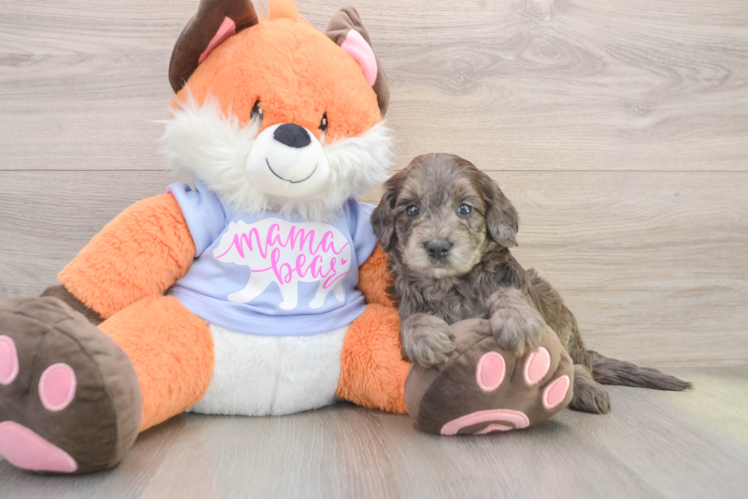Mini Goldendoodle Puppy for Adoption