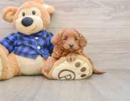 6 week old Mini Goldendoodle Puppy For Sale - Premier Pups
