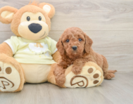 6 week old Mini Goldendoodle Puppy For Sale - Premier Pups