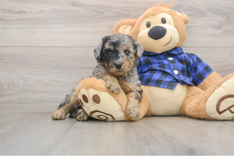 Adorable Golden Retriever Poodle Mix Poodle Mix Puppy