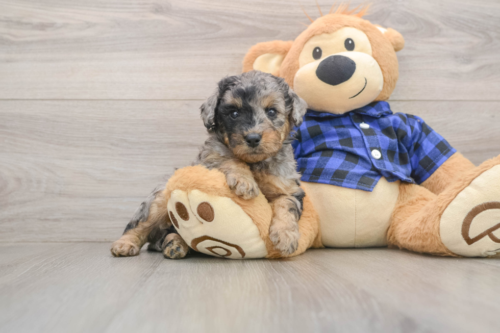 Adorable Golden Retriever Poodle Mix Poodle Mix Puppy