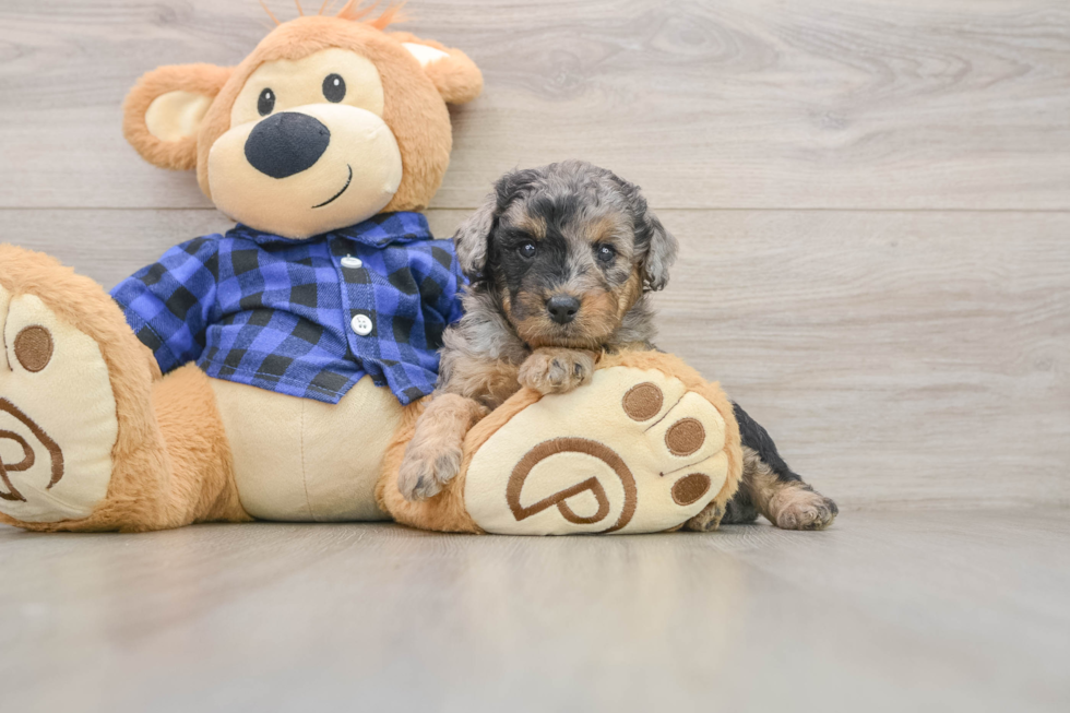 Small Mini Goldendoodle Baby